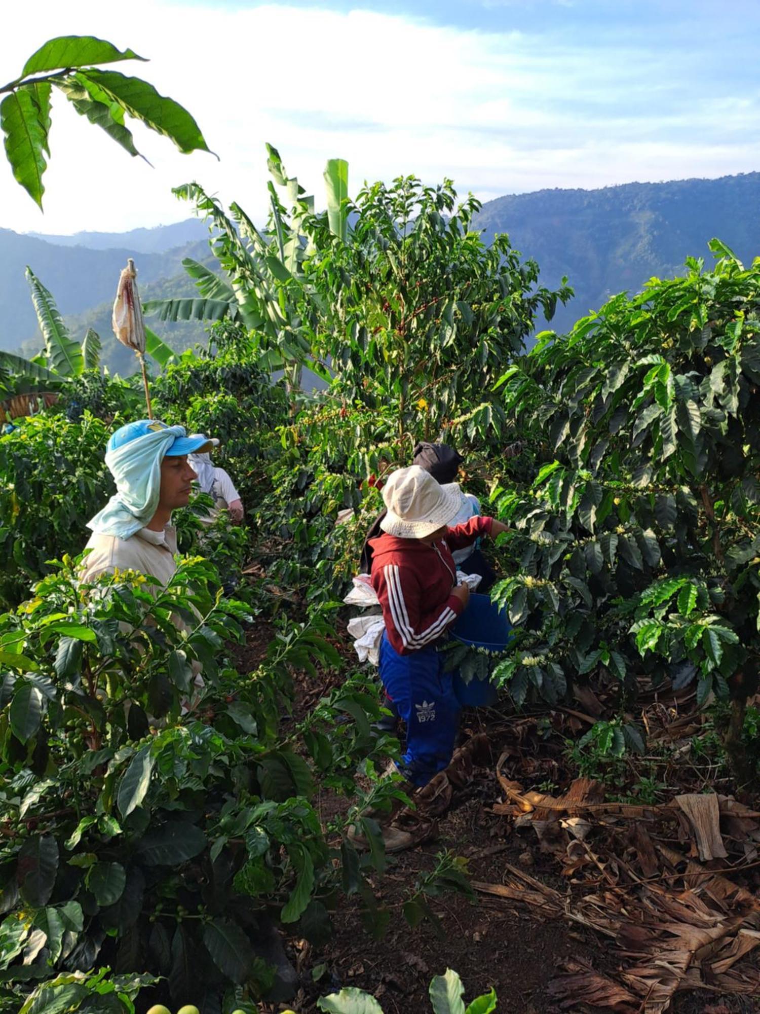 Finca La Manchuria Salgar  ภายนอก รูปภาพ